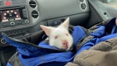 Das Känguru wurde wieder zurückgebracht.