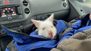 Das Känguru wurde wieder zurückgebracht.