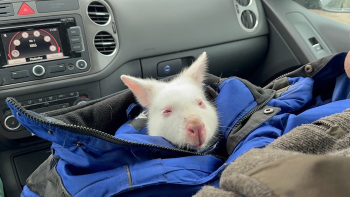 Das Känguru wurde wieder zurückgebracht.