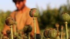 Die USA nahmen sich die Mohnfelder in Afghanistan vor.