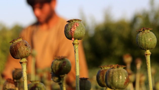 Die USA nahmen sich die Mohnfelder in Afghanistan vor.