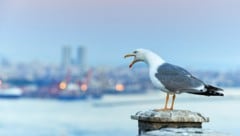 Wenn man eine diebische Möwe vertreiben will, sollte man sie mit ihren eigenen Waffen schlagen – ...