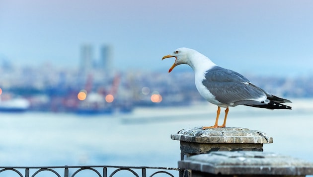 Wenn man eine diebische Möwe vertreiben will, sollte man sie mit ihren eigenen Waffen schlagen – ...