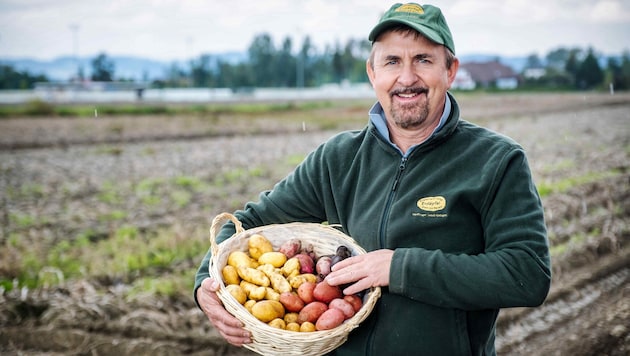 „Erdäpfelpapst“ Manfred Schauer aus Eferding ist pessimistisch, dass alle Kartoffeln angebracht ...