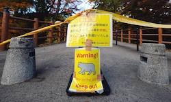 In Japan wird nach tödlichen Attacken vor wilden Bären gewarnt. Nach einer Gesetzesänderung ...