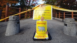 In Japan wird nach tödlichen Attacken vor wilden Bären gewarnt. Nach einer Gesetzesänderung ...