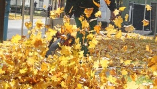 Stefan Vögel ist kein besonderer Freund dieser besonders lauten Spezies.