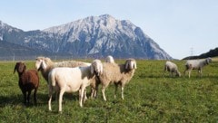 Vor dem Hintergrund der Hohen Munde grasen Schafe entlang der Route.