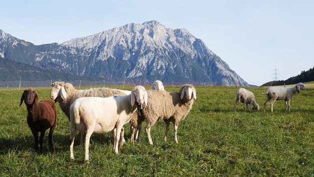 Vor dem Hintergrund der Hohen Munde grasen Schafe entlang der Route.
