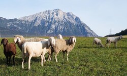 Vor dem Hintergrund der Hohen Munde grasen Schafe entlang der Route.