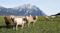 Vor dem Hintergrund der Hohen Munde grasen Schafe entlang der Route.