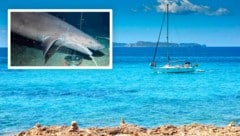 Der Stumpfnasen-Sechskiemerhai ist weltweit verbreitet – im Atlantik, Pazifik, Indischen Ozean ...