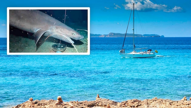 Der Stumpfnasen-Sechskiemerhai ist weltweit verbreitet – im Atlantik, Pazifik, Indischen Ozean ...