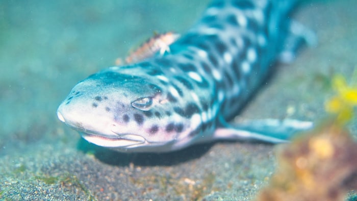 Der Katzenhai kann bis zu zwei Meter lang werden und bringt bis zu fünf Kilogramm auf die Waage. ...