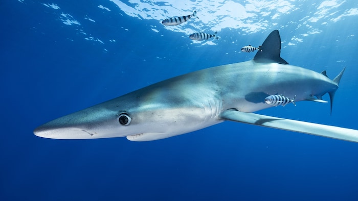 Der Blauhai kann mit einer Länge von über vier Metern und einem Gewicht von über 200 Kilogramm ...