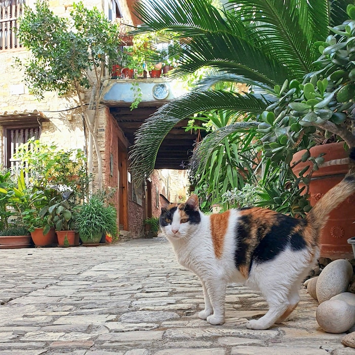 genauso wie die Katzen, die das Ortsbild prägen.