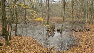 Überflutete Waldfläche entlang des Teichbachs: Wo Edi König arbeiten wollte, steht seit Monaten ...