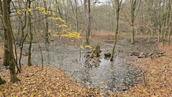 Überflutete Waldfläche entlang des Teichbachs: Wo Edi König arbeiten wollte, steht seit Monaten ...