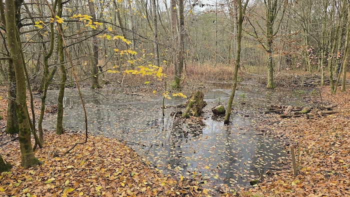 Überflutete Waldfläche entlang des Teichbachs: Wo Edi König arbeiten wollte, steht seit Monaten ...