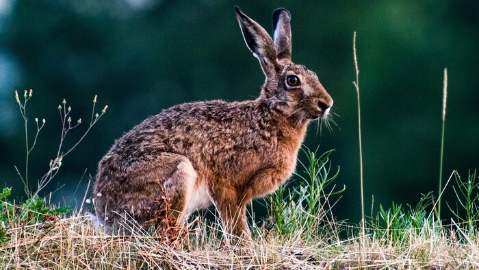 So könnte einer der „Verdächtigen“ aussehen: Offizielle Stellen bestätigen keine Hasen-Aktivität ...