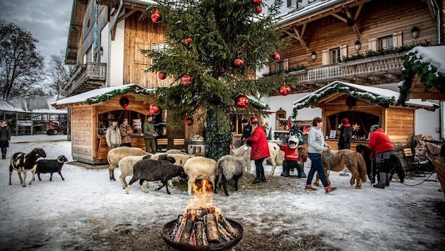 Esel, Schafe, Schweine und Co warten auf liebevolle Begegnungen.