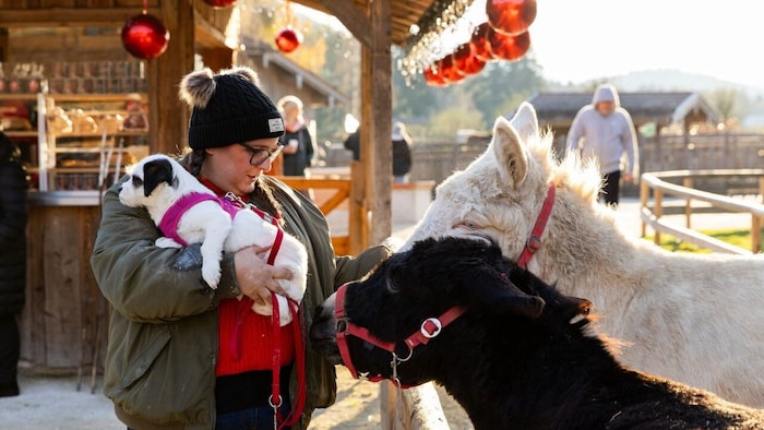 Esel, Schafe, Schweine und Co warten auf liebevolle Begegnungen.