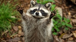 Viele leben in der Nähe von Menschen, zum Beispiel in städtischen Parks und bei Dörfern.