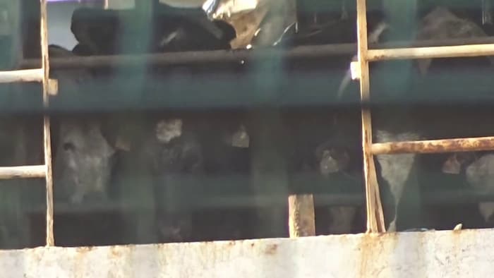 Es dürfte sich um Milchkühe handeln.