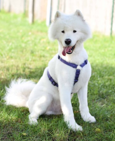 Der Samojede wartet auf ein neues Zuhause