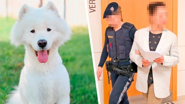 Der Rüde „Oleg“ wartet im Tierquartier auf ein neues Frauerl oder Herrl. Seine frühere ...