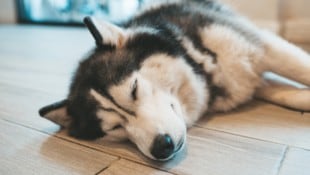 Die ersten Hunde in der eurasischen Gesellschaft waren mit dem heutigen Sibirischen Husky ...