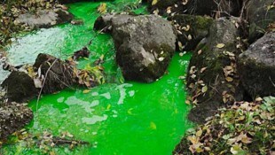 Grün eingefärbter Bach in Hohenems.