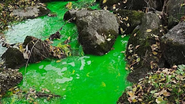 Grün eingefärbter Bach in Hohenems.
