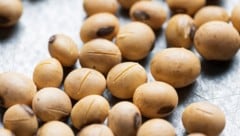 Regelungen für Saatgut sollen zugunsten von Großkonzernen geändert werden