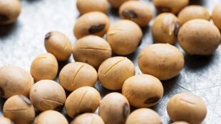 Regelungen für Saatgut sollen zugunsten von Großkonzernen geändert werden