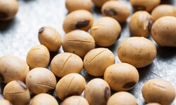 Regelungen für Saatgut sollen zugunsten von Großkonzernen geändert werden