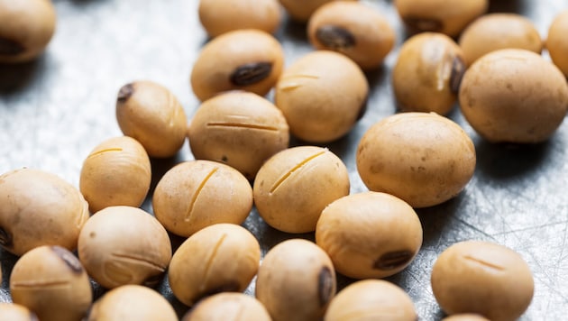 Regelungen für Saatgut sollen zugunsten von Großkonzernen geändert werden