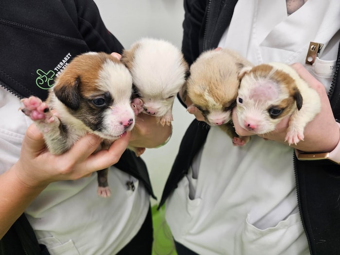 So herzig. Aber um ihr Aufkommen wird gebangt.