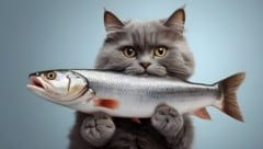 Fake oder echt? Eine Katze mit einem Fisch