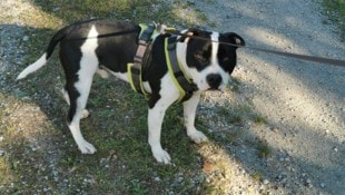 Tierheim Hallein Egal ob Hunde oder Pferde: Über 500 geschundene Kreaturen landeten im Vorjahr nach behördlichen ...