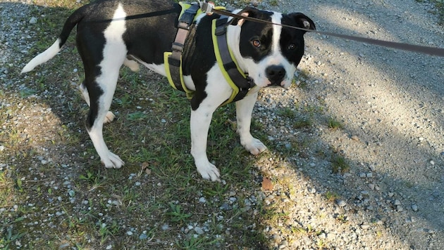 Egal ob Hunde oder Pferde: Über 500 geschundene Kreaturen landeten im Vorjahr nach behördlichen ...