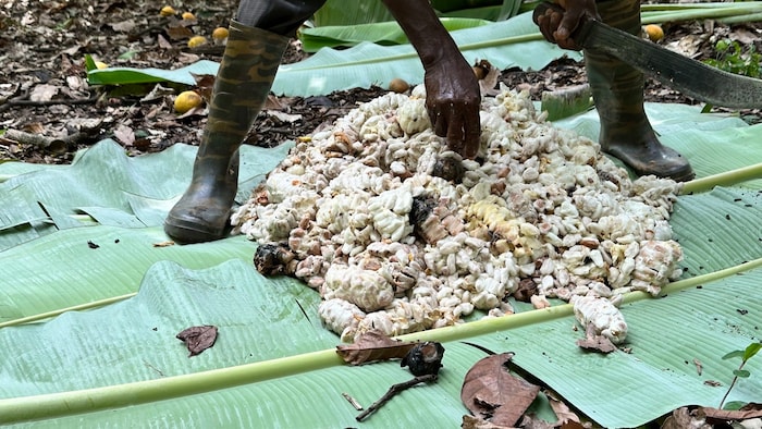 In der Elfenbeinküste und in Ghana hatten zuerst starke Regenfälle und Krankheiten, später ...