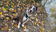 Amstaff „Nero“ gilt in OÖ als „Listenhund“, für die strengere Regeln für Halter gelten. Andere ...