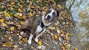 Amstaff „Nero“ gilt in OÖ als „Listenhund“, für die strengere Regeln für Halter gelten. Andere ...