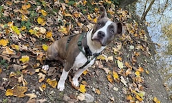 Amstaff „Nero“ gilt in OÖ als „Listenhund“, für die strengere Regeln für Halter gelten. Andere ...