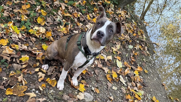 Amstaff "Nero" is considered a "list dog" in Upper Austria, which is subject to stricter rules ...