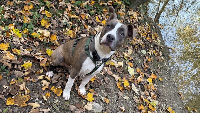 Amstaff „Nero“ gilt in OÖ als „Listenhund“, für die strengere Regeln für Halter gelten. Andere ...