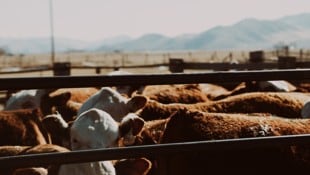 Tierschutzorganisationen sehen bei den Rindertransporten sogar mögliche Verstöße gegen EU-Recht ...