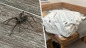 Diese zehn Zentimeter große Spinne hat Roland Posch aus dem Burgenland zwar nicht bestellt, ...