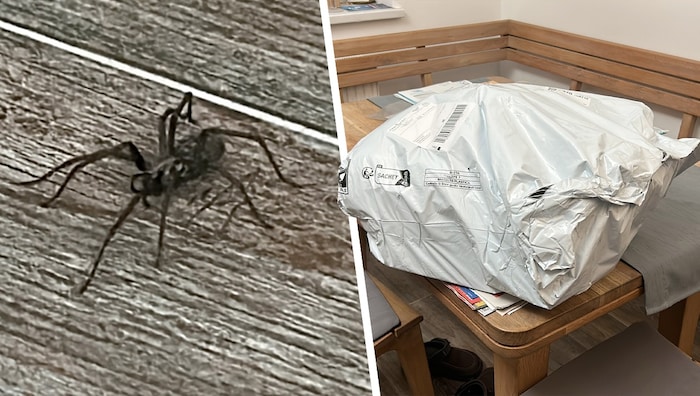 Although Roland Posch from Burgenland did not order this ten-centimeter spider, it was still ...